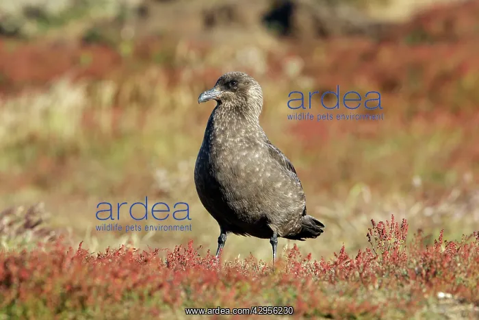 : Falkland Skua (Sea-hen) : Falkland Skua (Sea-hen)