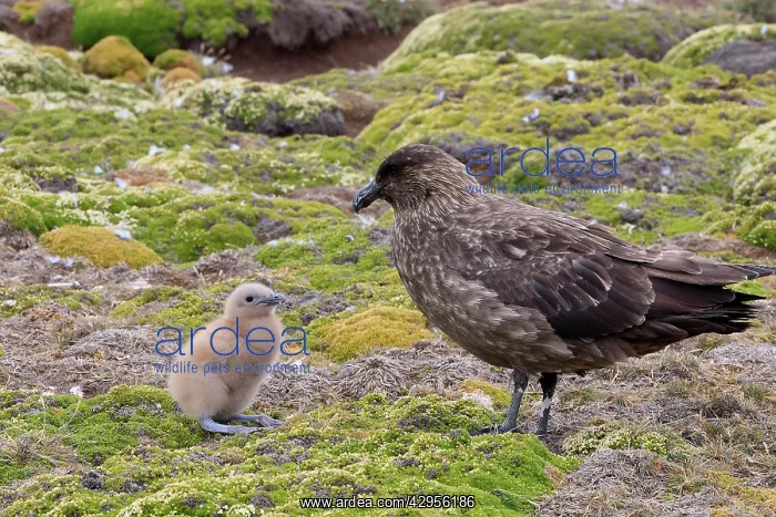 : Falkland Skua (Sea-hen) - and young : Falkland Skua (Sea-hen) - and young