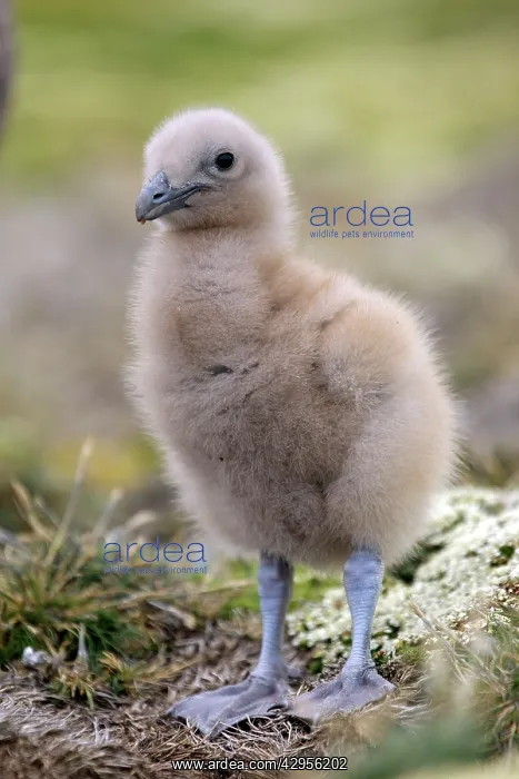 : Falkland Skua (Sea-hen) - young : Falkland Skua (Sea-hen) - young