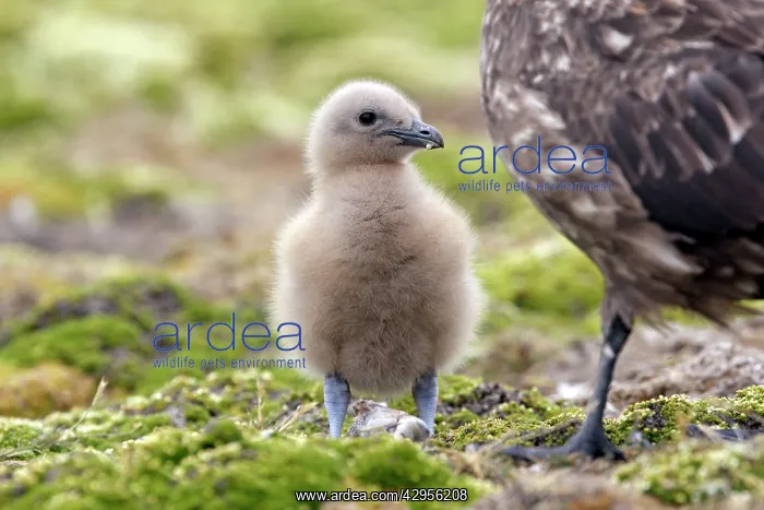 : Falkland Skua (Sea-hen) - young : Falkland Skua (Sea-hen) - young