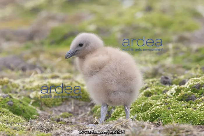 : Falkland Skua (Sea-hen) - young : Falkland Skua (Sea-hen) - young