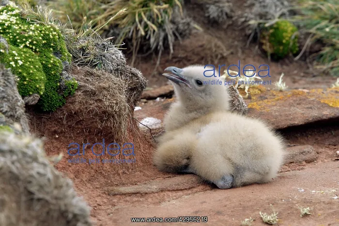 : Falkland Skua (Sea-hen) - young : Falkland Skua (Sea-hen) - young