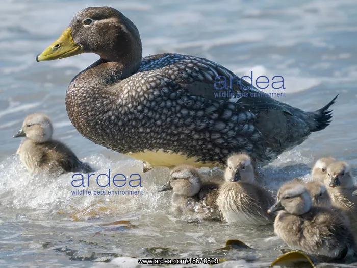 : Falkland steamer duck chicks, an endemic duck living on the : Falkland steamer duck chicks, an endemic duck living on the