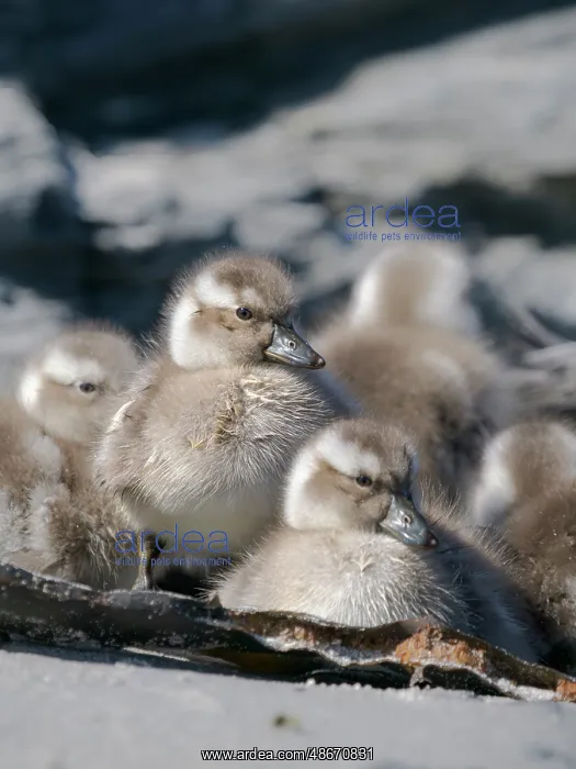 : Falkland steamer duck chicks, an endemic duck living on the : Falkland steamer duck chicks, an endemic duck living on the