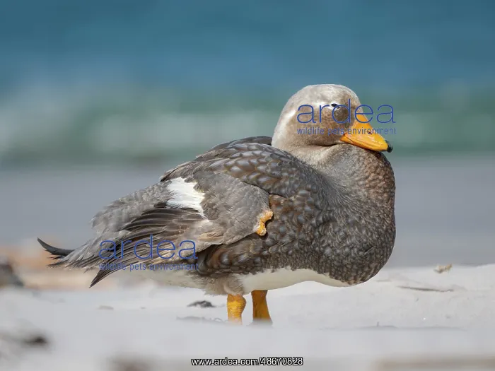 : Falkland steamer duck, an endemic duck living on the coasts : Falkland steamer duck, an endemic duck living on the coasts