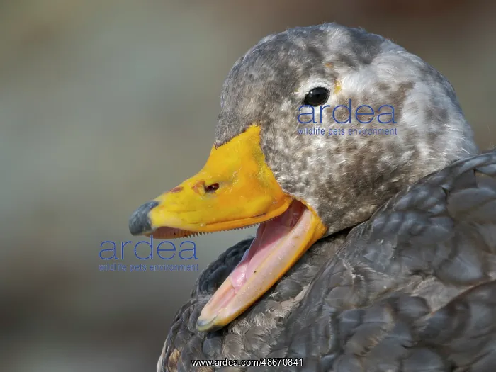: Falkland steamer duck, an endemic duck living on the coasts : Falkland steamer duck, an endemic duck living on the coasts