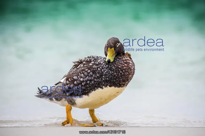 : Falkland Steamer Duck (Tachyeres brachypterus) at : Falkland Steamer Duck (Tachyeres brachypterus) at