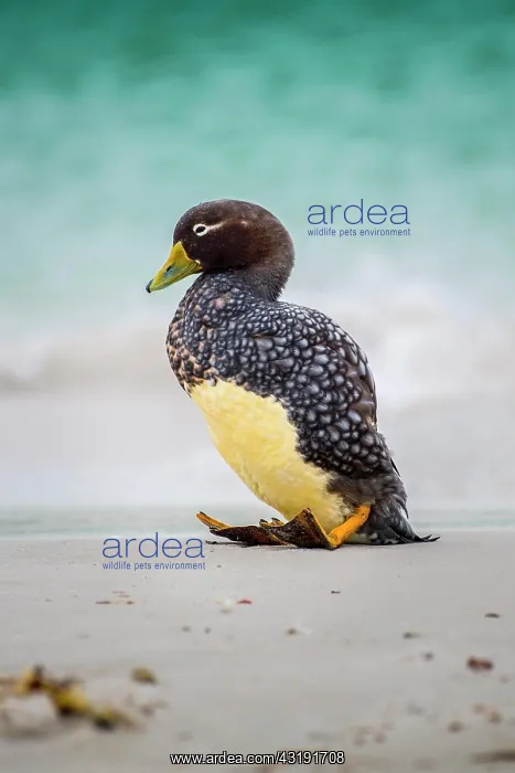  : Falkland Steamer Duck (Tachyeres brachypterus) sitting
