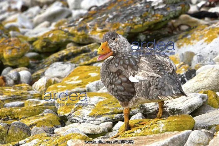: Falkland Steamerduck : Falkland Steamerduck