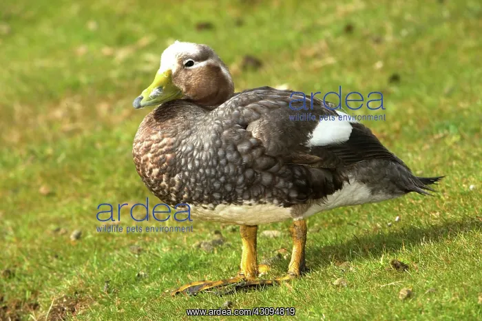 : Falkland Steamerduck : Falkland Steamerduck