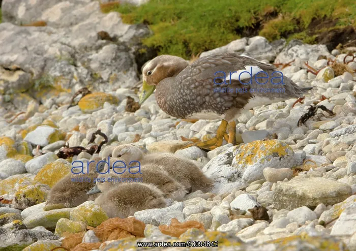 : Falkland Steamerduck : Falkland Steamerduck
