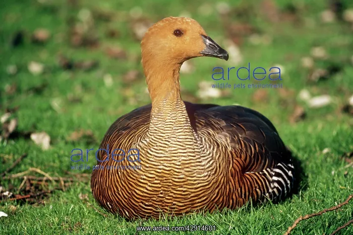 : Falkland Upland Goose / Magellan Goose - Adult : Falkland Upland Goose / Magellan Goose - Adult
