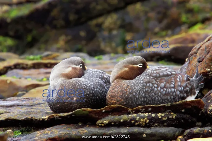 : Falklands Flightless Steamer Duck - Pair : Falklands Flightless Steamer Duck - Pair
