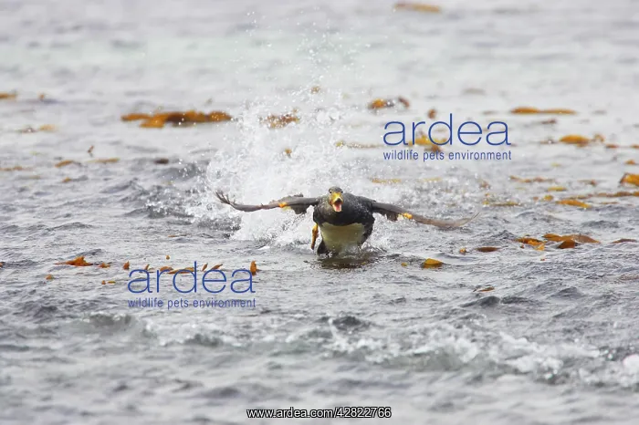 : Falklands Flightless Steamer Duck - Steaming : Falklands Flightless Steamer Duck - Steaming