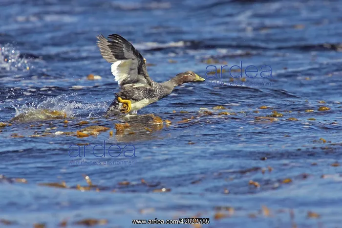 : Falklands Flightless Steamer Duck - Steaming : Falklands Flightless Steamer Duck - Steaming