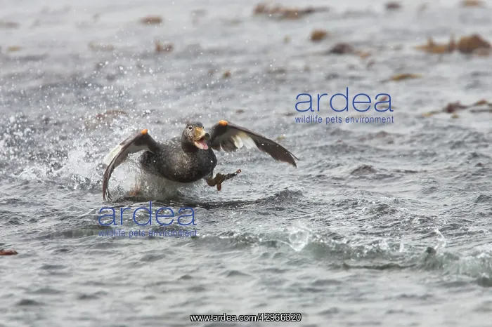 : Falklands Flightless Steamer Duck - steaming : Falklands Flightless Steamer Duck - steaming