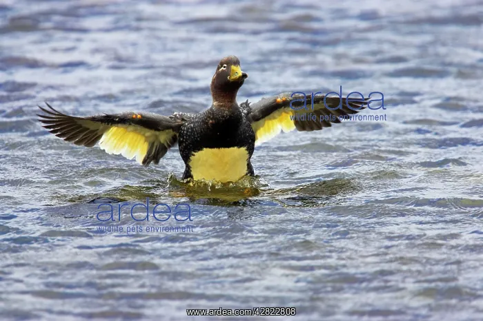 : Falklands Flightless Steamer Duck - Stretching wings : Falklands Flightless Steamer Duck - Stretching wings