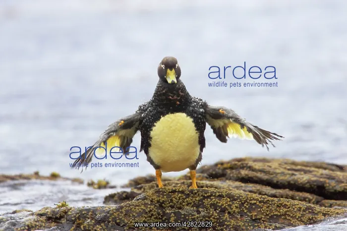 : Falklands Flightless Steamer Duck - Stretching wings : Falklands Flightless Steamer Duck - Stretching wings