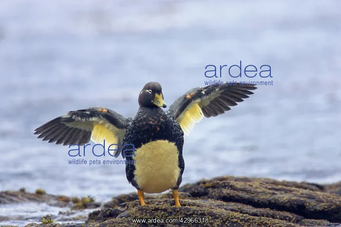 : Falklands Flightless Steamer Duck - stretching wings : Falklands Flightless Steamer Duck - stretching wings