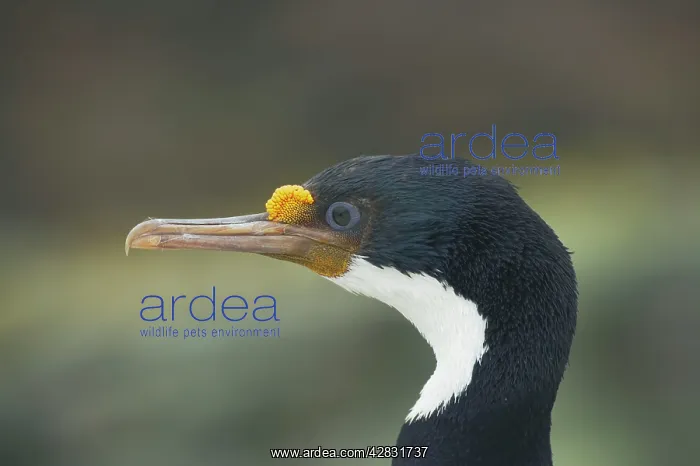 : Falklands Shag - head : Falklands Shag - head
