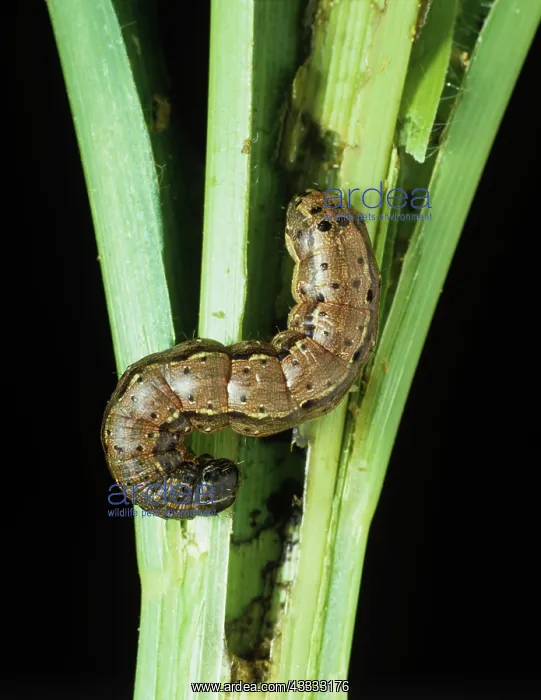 : Fall armyworm : Fall armyworm
