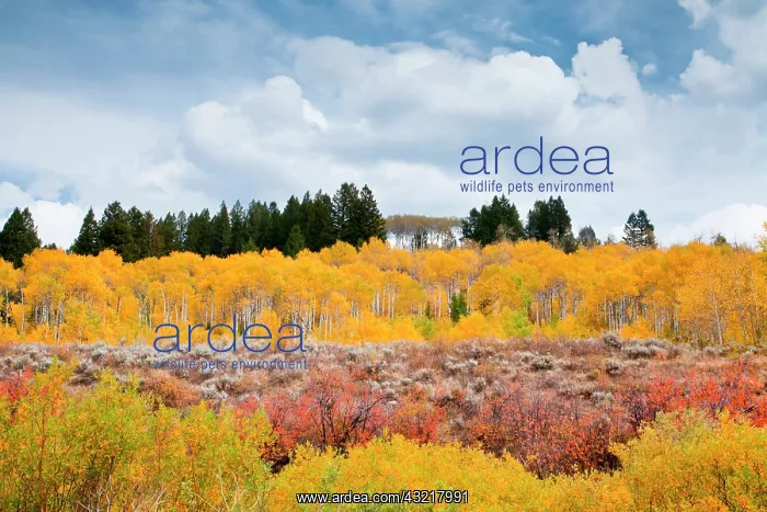 : Fall aspens in the Rocky Mountains, Wyoming : Fall aspens in the Rocky Mountains, Wyoming