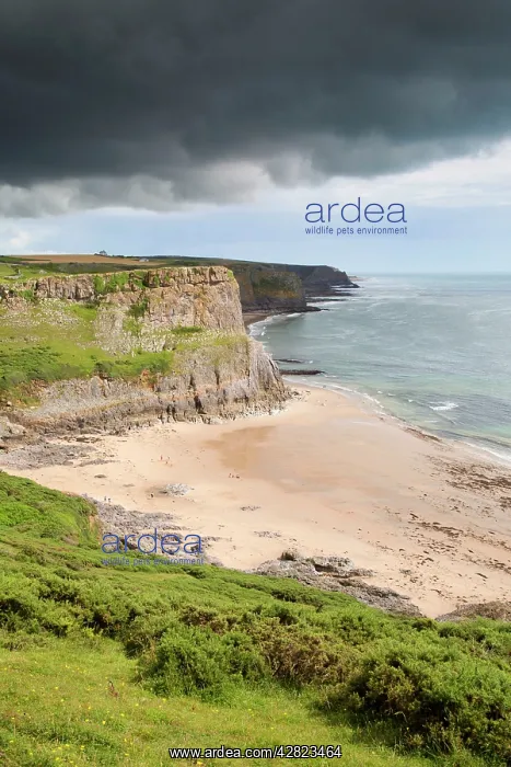  : Fall Bay - Gower