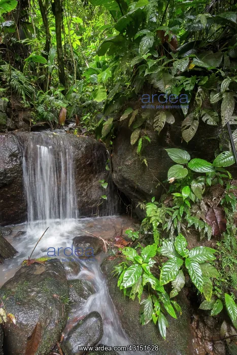 : Fall in Cloudy forest, Mindo, Ecuador : Fall in Cloudy forest, Mindo, Ecuador