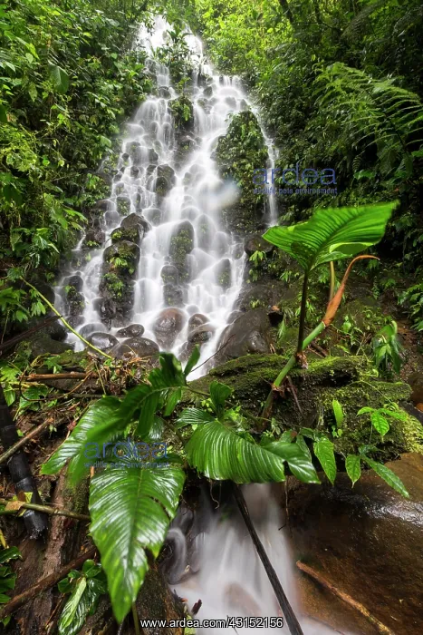  : Fall in Cloudy forest, Mindo, Ecuador