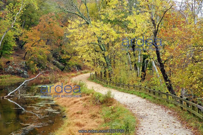 : Fall color along the old C & O Canal, C : Fall color along the old C & O Canal, C