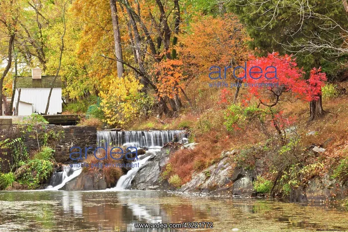  : Fall color along the old C & O Canal, C