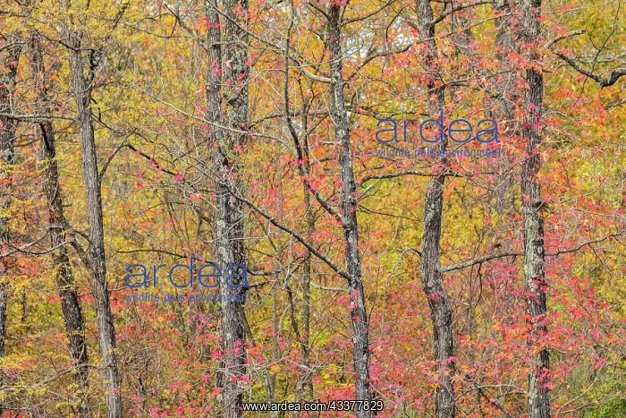: Fall color at Pyramid State Park, Perry County, Illinois : Fall color at Pyramid State Park, Perry County, Illinois