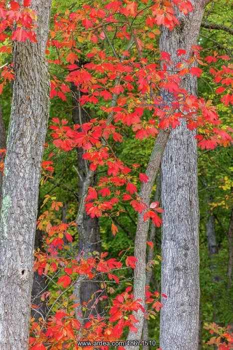: Fall color sassafras trees, Stephen A. Forbes State Park : Fall color sassafras trees, Stephen A. Forbes State Park