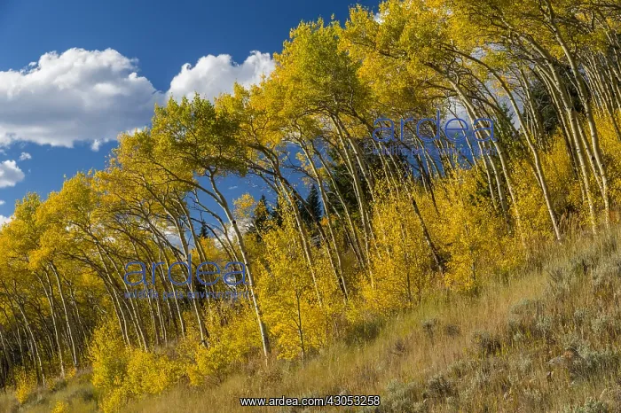 : Fall colored aspen trees along Beartooth Highway : Fall colored aspen trees along Beartooth Highway
