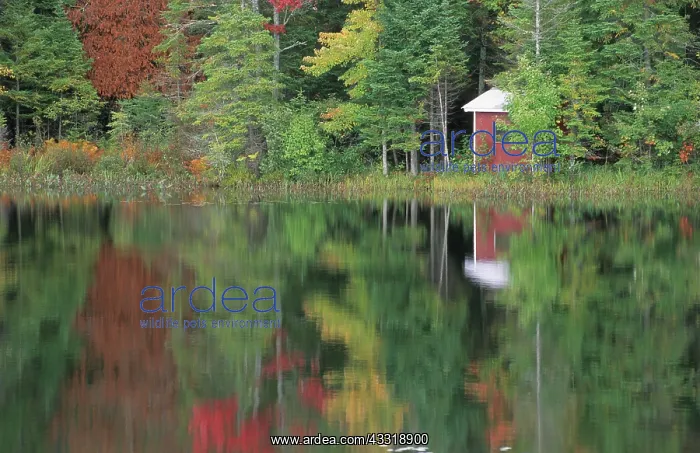 : Fall coloured forest at a lake in the Adirondack : Fall coloured forest at a lake in the Adirondack