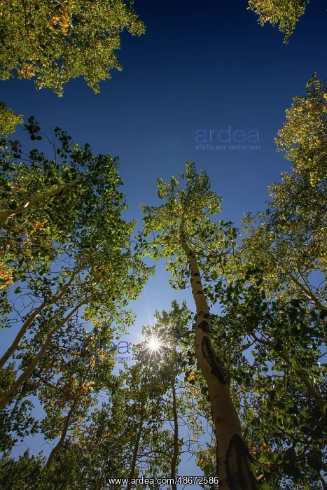 : With Fall coming, an aspen grove slowly goes from green to : With Fall coming, an aspen grove slowly goes from green to