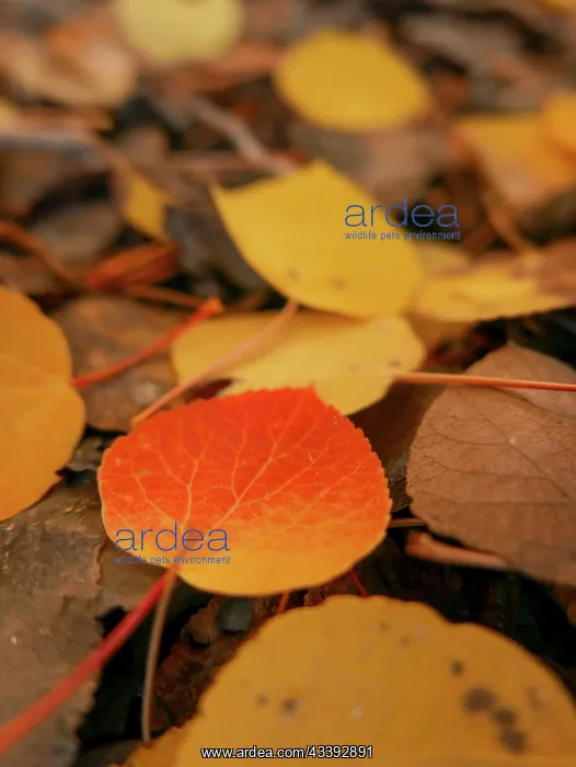 : Fall, Eastern Sierras, Bishop, California : Fall, Eastern Sierras, Bishop, California