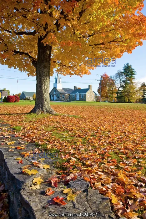 : Fall foliage in downtown Chesterfield, New : Fall foliage in downtown Chesterfield, New