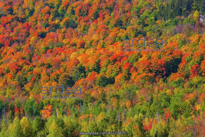 : Fall forest, Indian Summer, Eastern Townships, Quebec : Fall forest, Indian Summer, Eastern Townships, Quebec