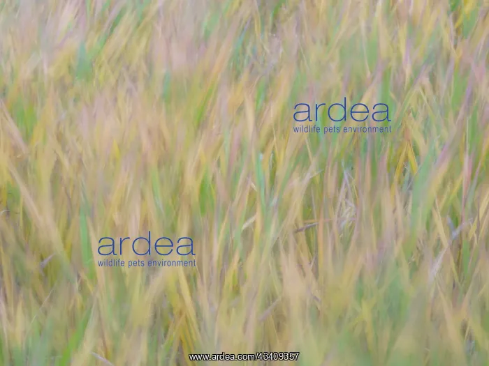 : Fall grasses on 10K Trail, Sandia mountains, New Mexico : Fall grasses on 10K Trail, Sandia mountains, New Mexico