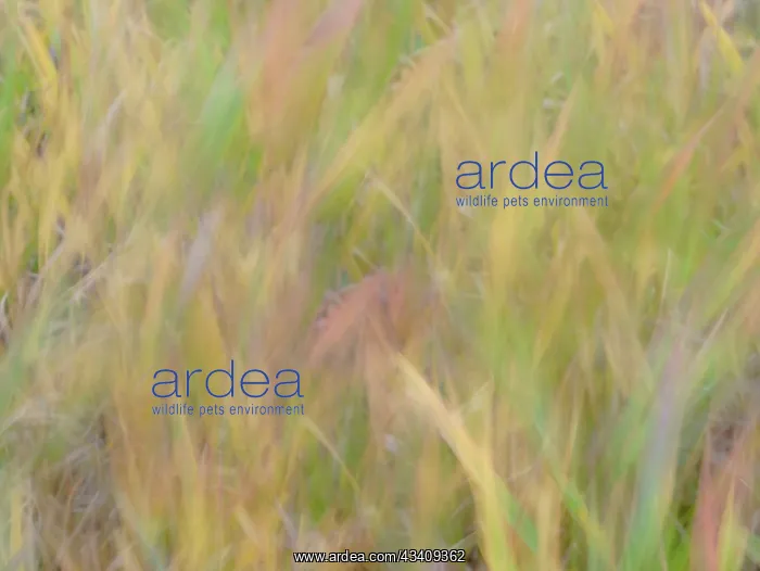 : Fall grasses on 10K Trail, Sandia mountains, New Mexico : Fall grasses on 10K Trail, Sandia mountains, New Mexico