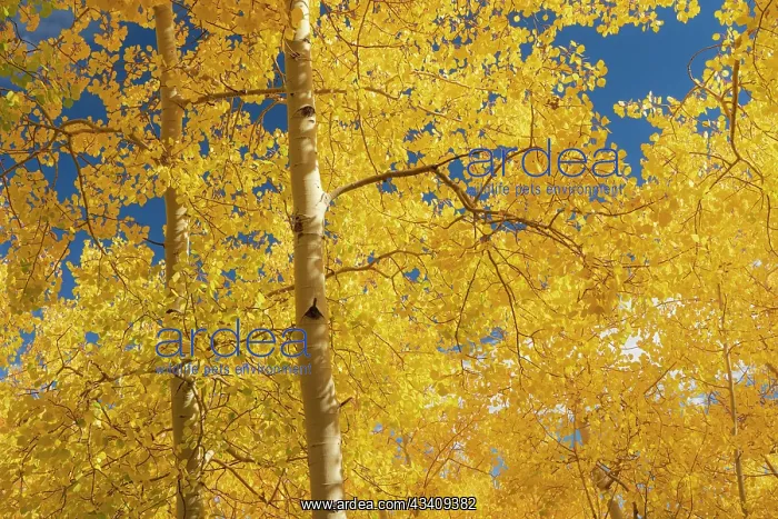 : Fall leaf on the 10K Trail, Sandia mountains, New Mexico : Fall leaf on the 10K Trail, Sandia mountains, New Mexico