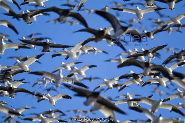 : Fall Migration : Fall Migration