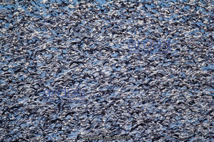 : Fall Migration : Fall Migration