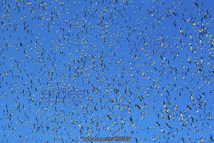 : Fall Migration : Fall Migration