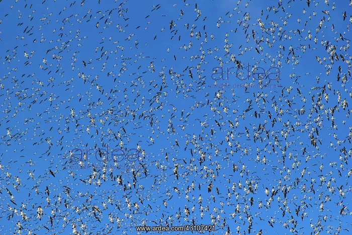 : Fall Migration : Fall Migration
