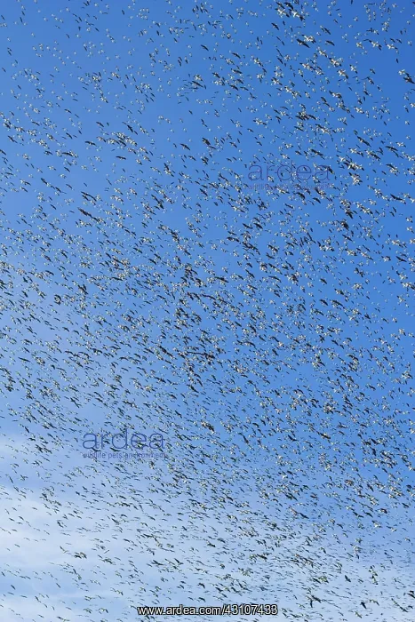 : Fall Migration : Fall Migration