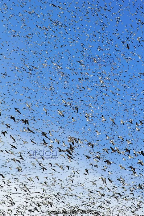 : Fall Migration : Fall Migration