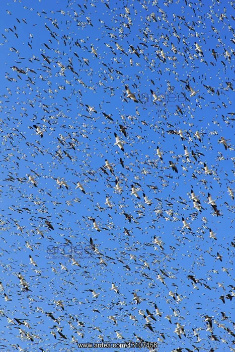 : Fall Migration : Fall Migration