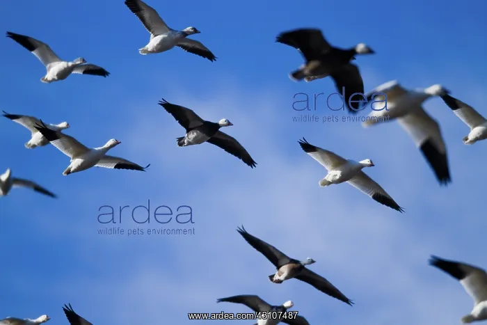 : Fall Migration : Fall Migration